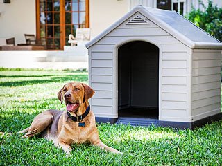 caseta para perro