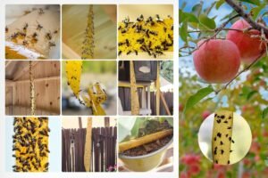 Trampa para Moscas | Atrapa Moscas y Bolsas para Exterior 2026